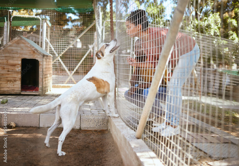 animaux adoptes jouant dans le refuge