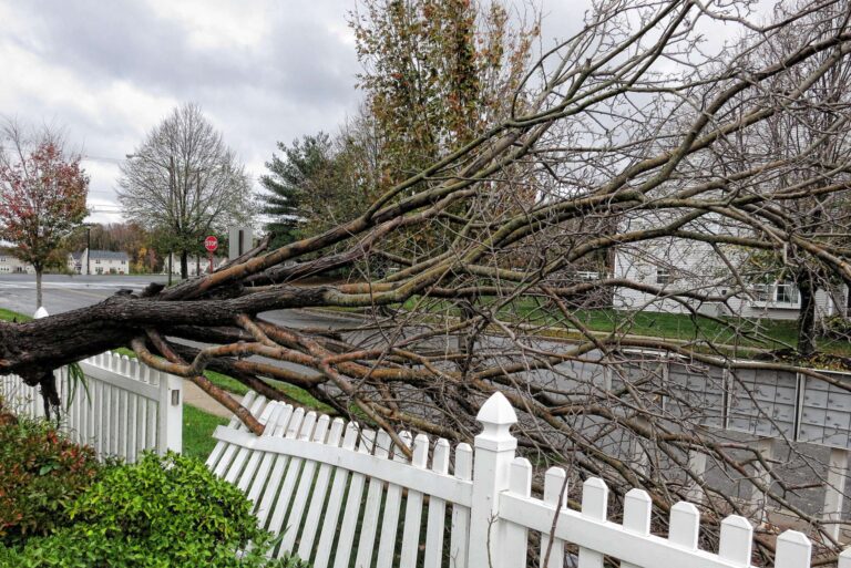 Que faire si une branche d’arbre tombe chez le voisin