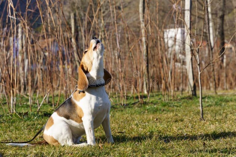 chien aboyant dans un jardin ensoleille