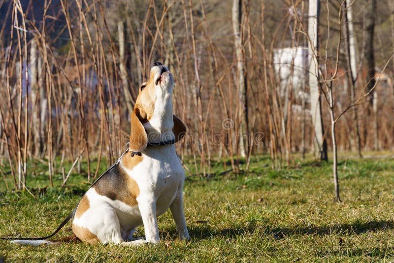 Pourquoi mon chien aboie-t-il sans cesse et comment y remédier