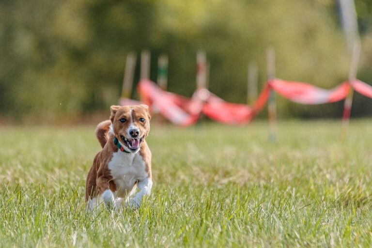 Pourquoi mon voisin laisse-t-il son chien en liberté sans surveillance