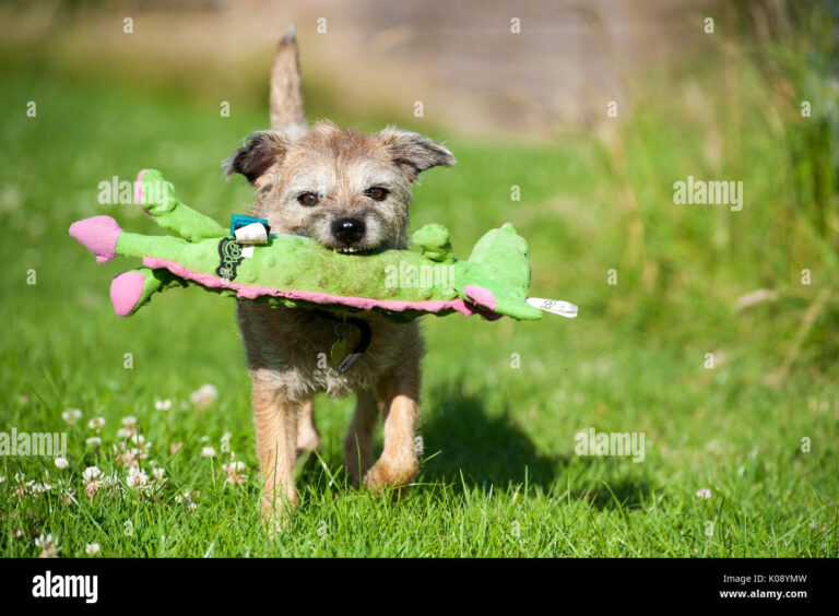 chien heureux jouant dans un jardin spacieux