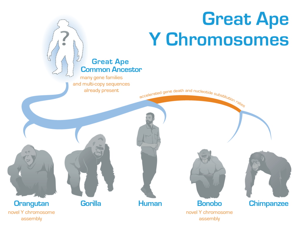 illustration dune personne choisissant un code ape