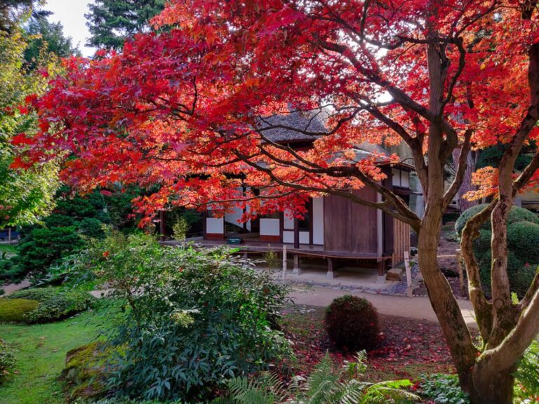 jardin du musee albert kahn en automne