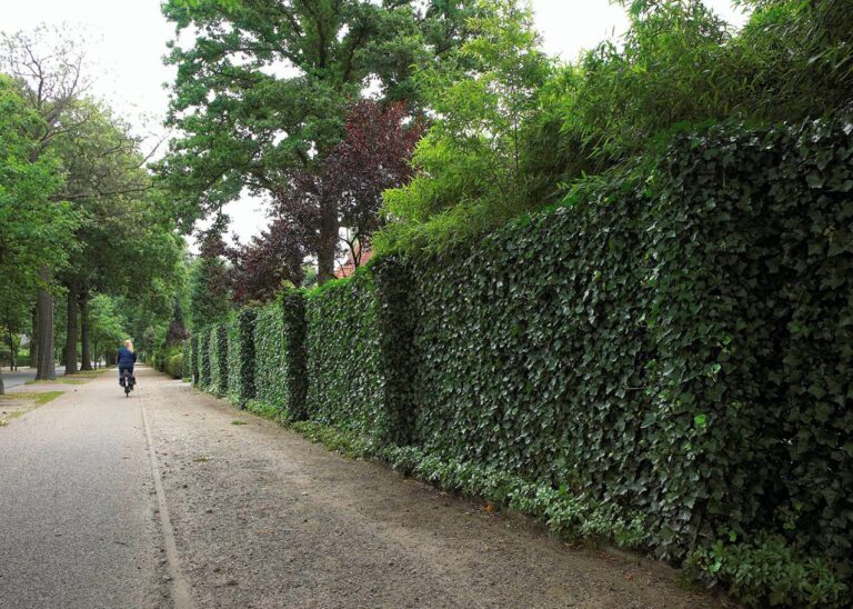 mur recouvert de lierre envahissant