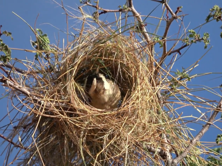 oiseaux en train de construire un nid