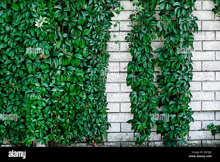 plantes grimpantes sur un mur decoratif