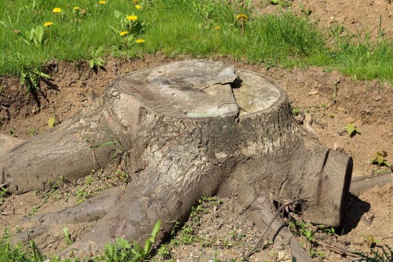 Que deviennent réellement les racines d’un arbre après qu’il soit coupé