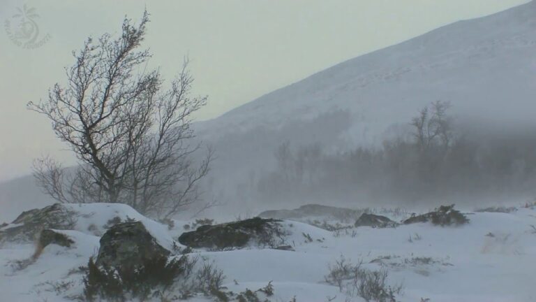 tempete de neige sur un paysage hivernal