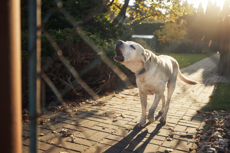 Que faire si le chien du voisin aboie toute la journée