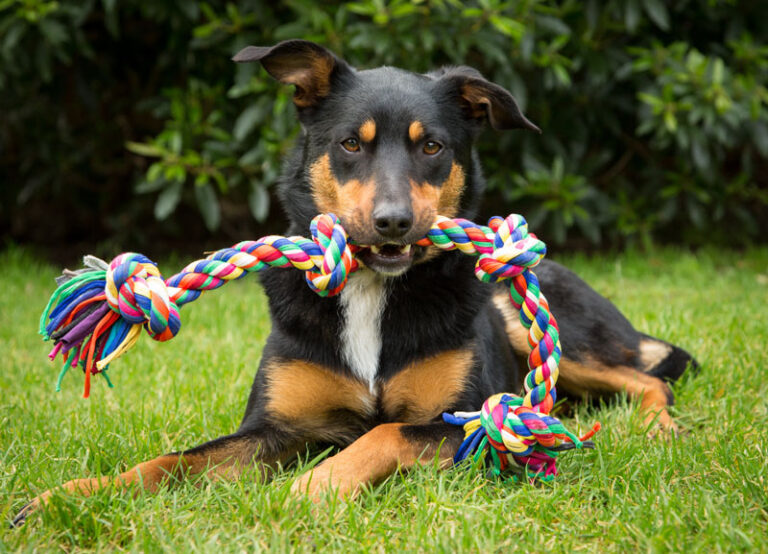 un chien heureux dans un refuge