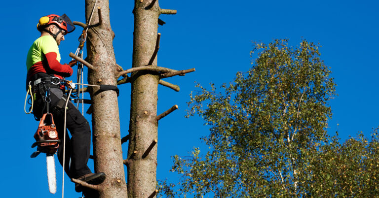 un grimpeur taillant une branche darbre