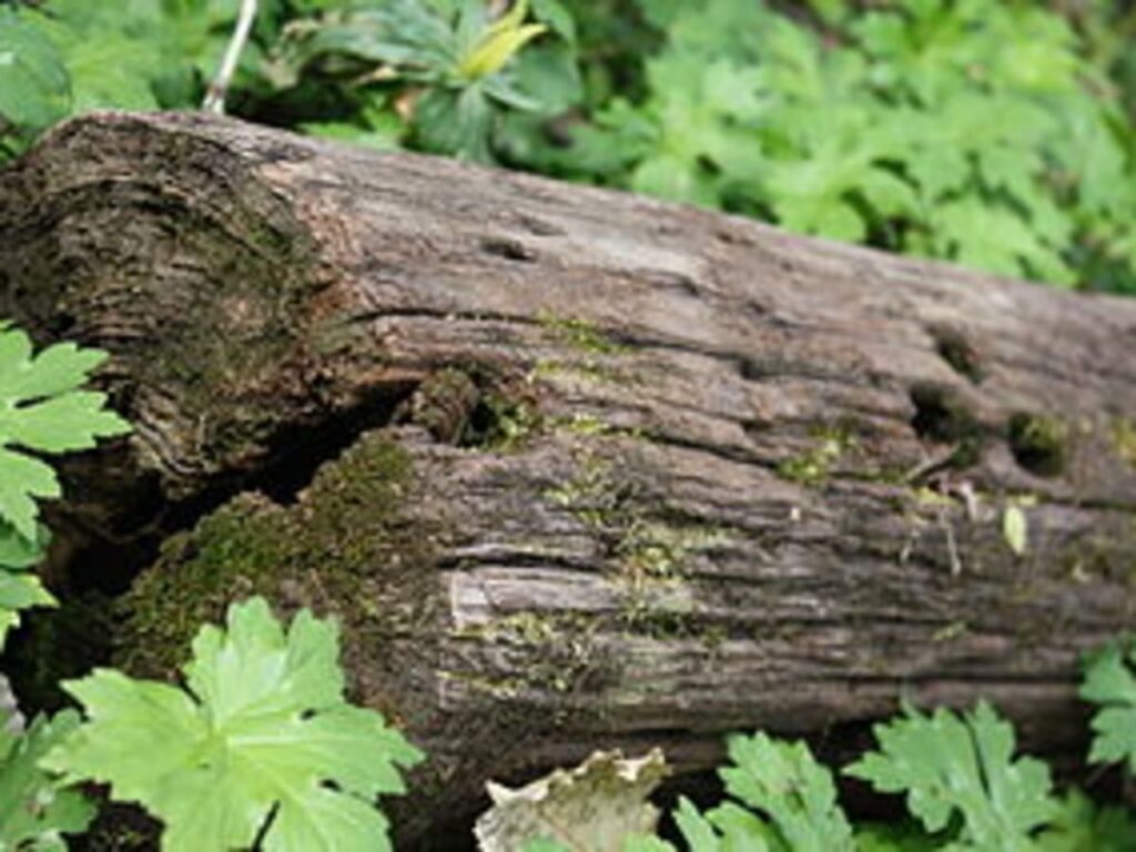 un jardin avec un arbre abattu