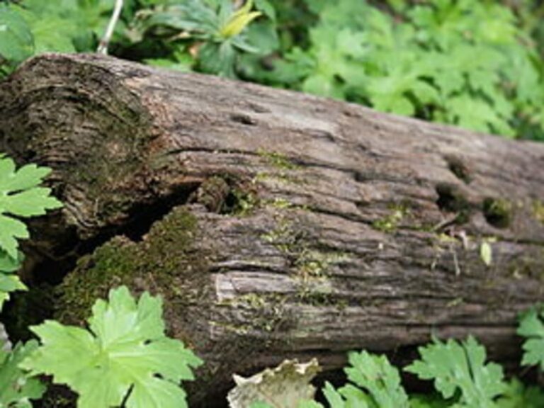 Peut-on légalement abattre un arbre dans son jardin