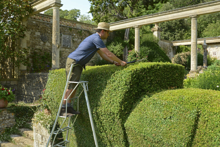 une haie bien taillee entre deux jardins