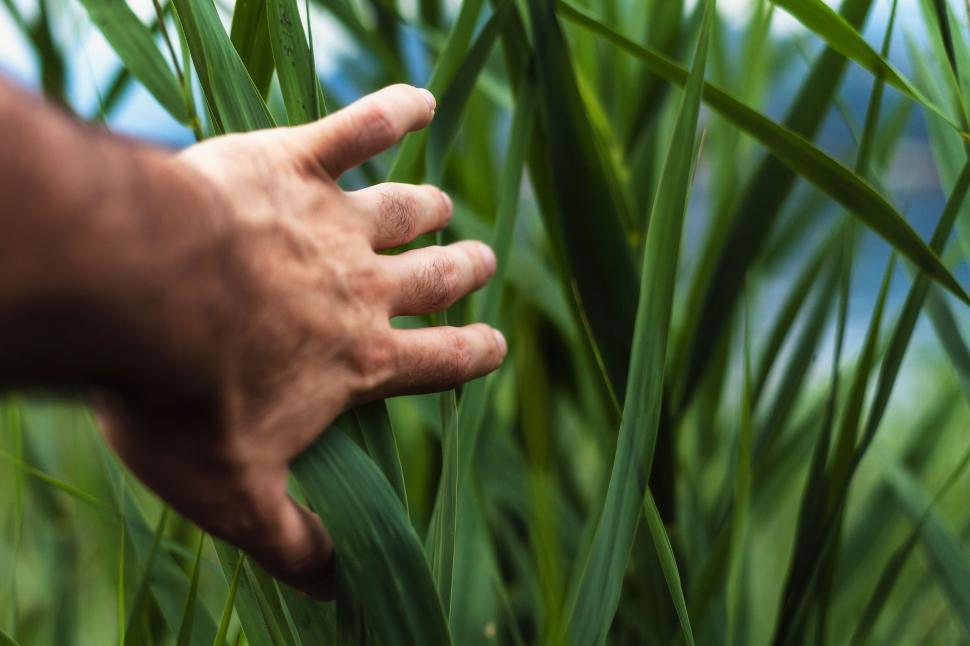 Pourquoi la distribution de « Ailleurs l’herbe est plus verte » est-elle importante