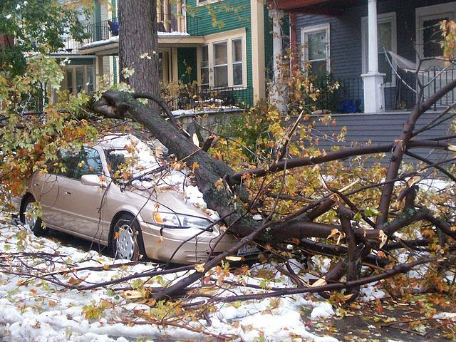 voiture propre sous un arbre dans une cour